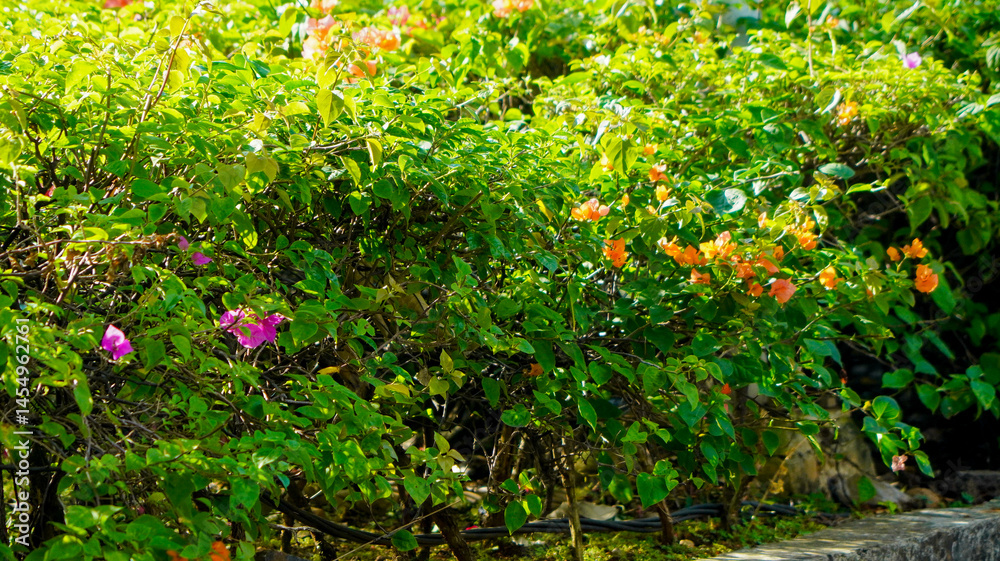 Fototapeta premium Lush Bougainvillea Thicket with Vibrant Blossoms Displaying Natural Beauty