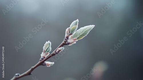 Obraz na płótnie Close up of apple blossom buds on branch w salonie