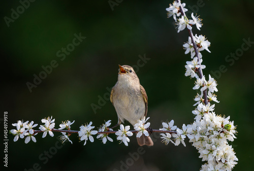 warbler bird singing on blossoming branch in spring garden