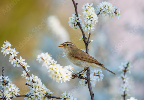 warbler bird singing on blooming branch of bush in spring sunny garden