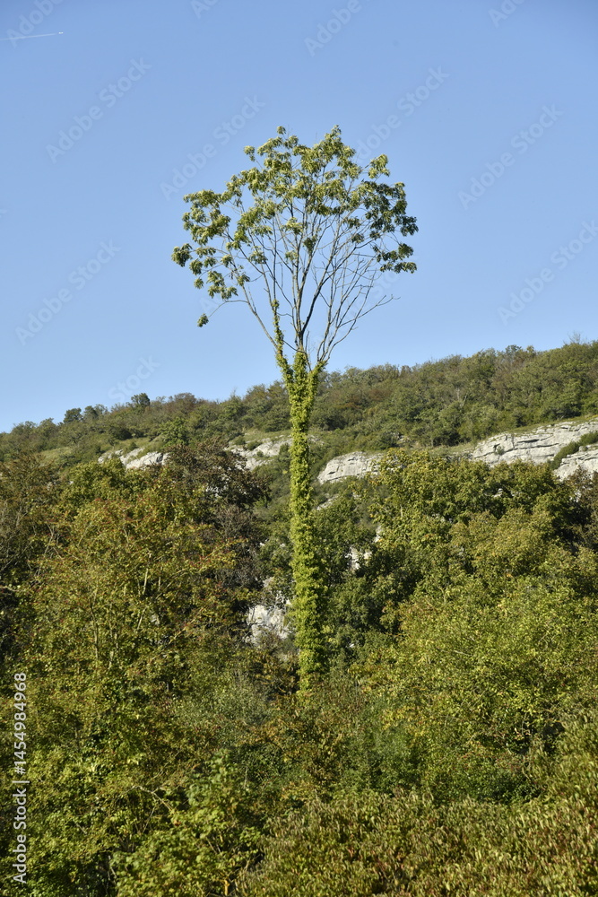 Fototapeta premium Collines boisées entrecoupées par des parois rocheuses à Yvoir (Dinant)