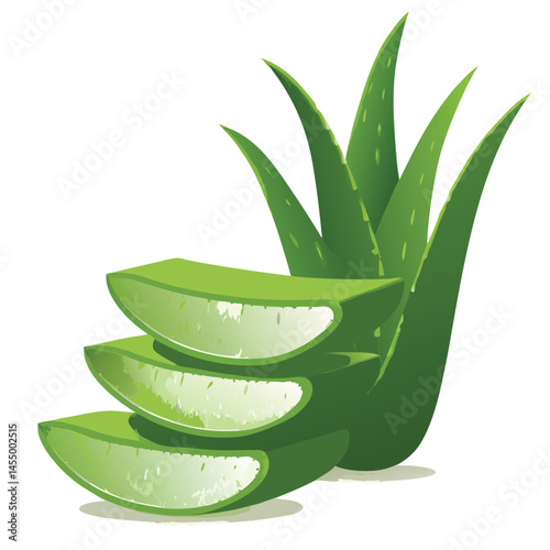 aloe vera slices vector