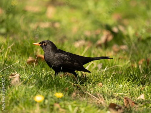 kos, Turdus merula