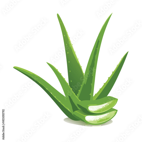 vector aloe vera plant isolated