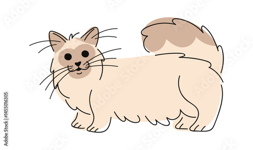 Furry purebred cat hand drawn