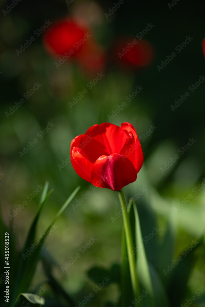 Obraz premium Single Red Tulip in Bloom with Dark Background