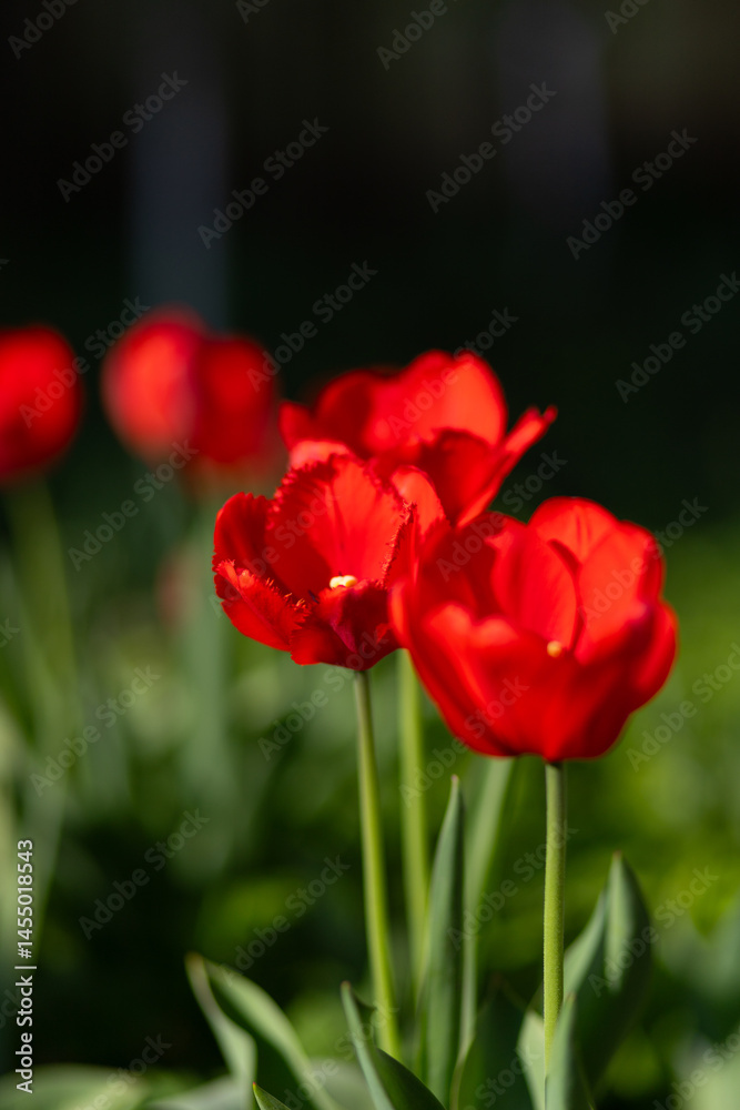 Fototapeta premium Red Tulips Glowing in Spring Sunlight