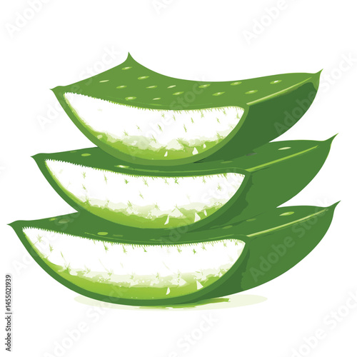aloe vera slices vector