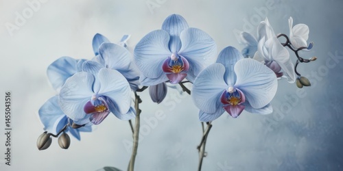 Close-up watercolor painting of Phalaenopsis orchids against a serene blue wash, highlighting Philippine native species , aesthetic, botanical