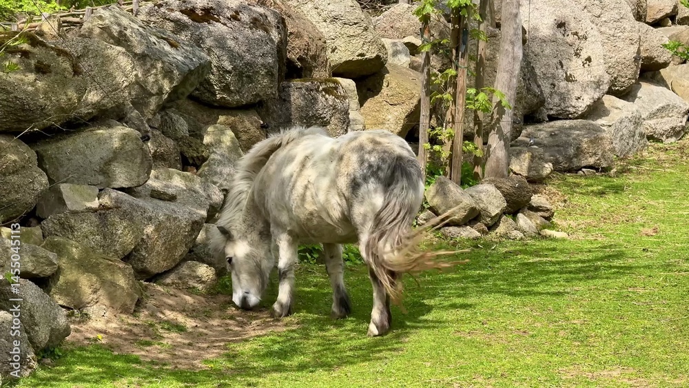 A Playful and Charming Grey Miniature Horse Ambling Through a Picturesque Scenic Landscape A Playful and Charming Grey Miniature Horse Ambling Through a Picturesque Scenic Landscape