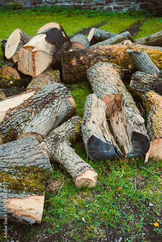 Obraz na płótnie Pile of chopped fresh trees. Forest cutting. chopped logs from huge trees. w salonie