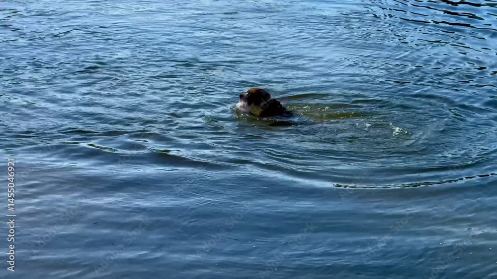 Obraz premium A happy dog swims in clear blue water on a sunny day, enjoying life and splashing around