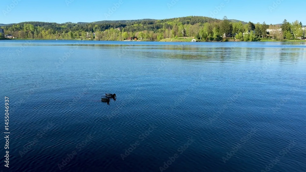Fototapeta premium A Serene and Picturesque Lake View with Ducks Gracefully Swimming in the Tranquil Water