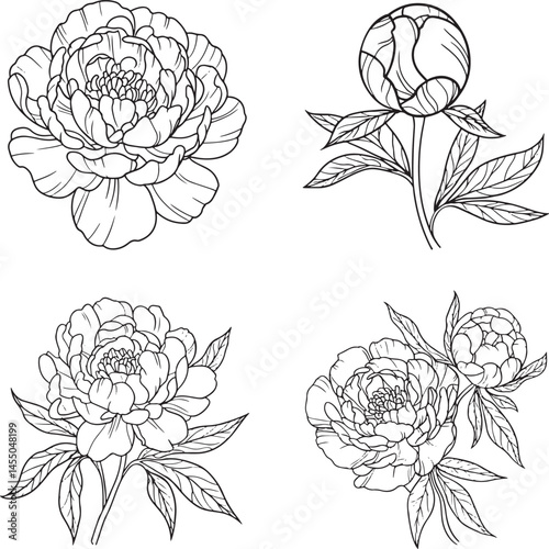Peony flower Outline set vector illustration isolated On Transparent Background