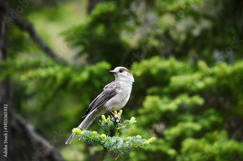 A Grey Jay or also known as a Canada Jay on Vancouver Island, BC, Canada