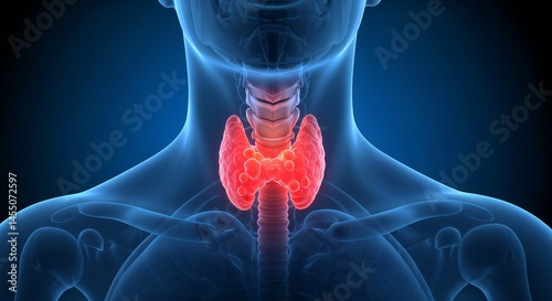 Detailed anatomical depiction of the thyroid gland as highlighted in red in a human neck on a scientific blue background, indicative of its biological location and relevance in the human body.

