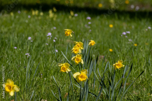 Vibrant daffodil flowers blooming in a lush field during spring at springtime