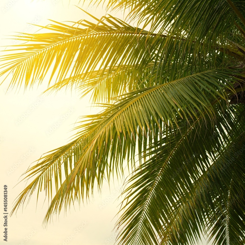 Fototapeta premium palm tree leaves against the sun
