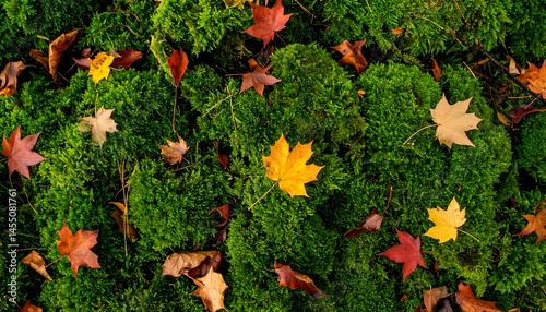 Autumn Leaves on Moss: A Colorful Fall Scene