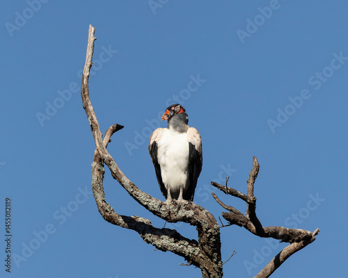 Urubu-rei
King Vulture
 Sarcoramphus papa