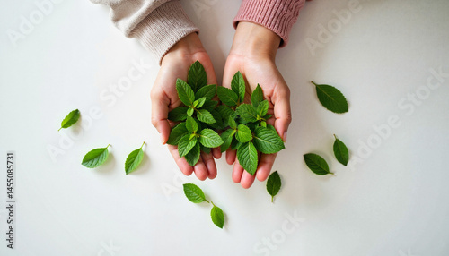 Hands holding fresh green leaves on a white background, Mint leaves collection, Herbal tea picking   