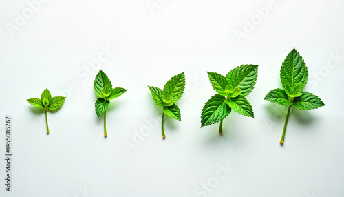 Obraz na płótnie Fresh green leaves displaying growth stages on a white background, Mint leaves collection, Herbal tea picking w salonie