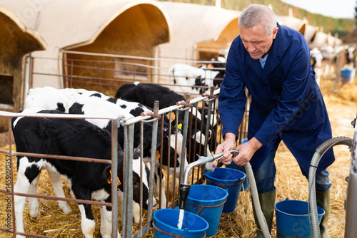 Positive experienced mature farmer working on livestock farm, watering calves in stall outdoors..