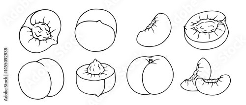 Set of linear sketches, contours of peach and pieces of summer fruit. Vector graphics.