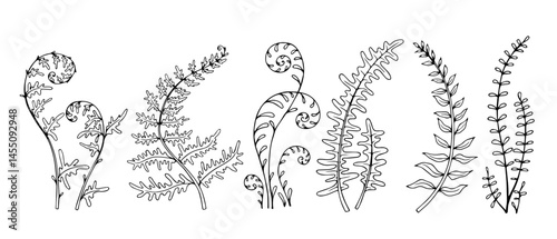 Set of forest plant sketches, fern leaf. Vector graphics.