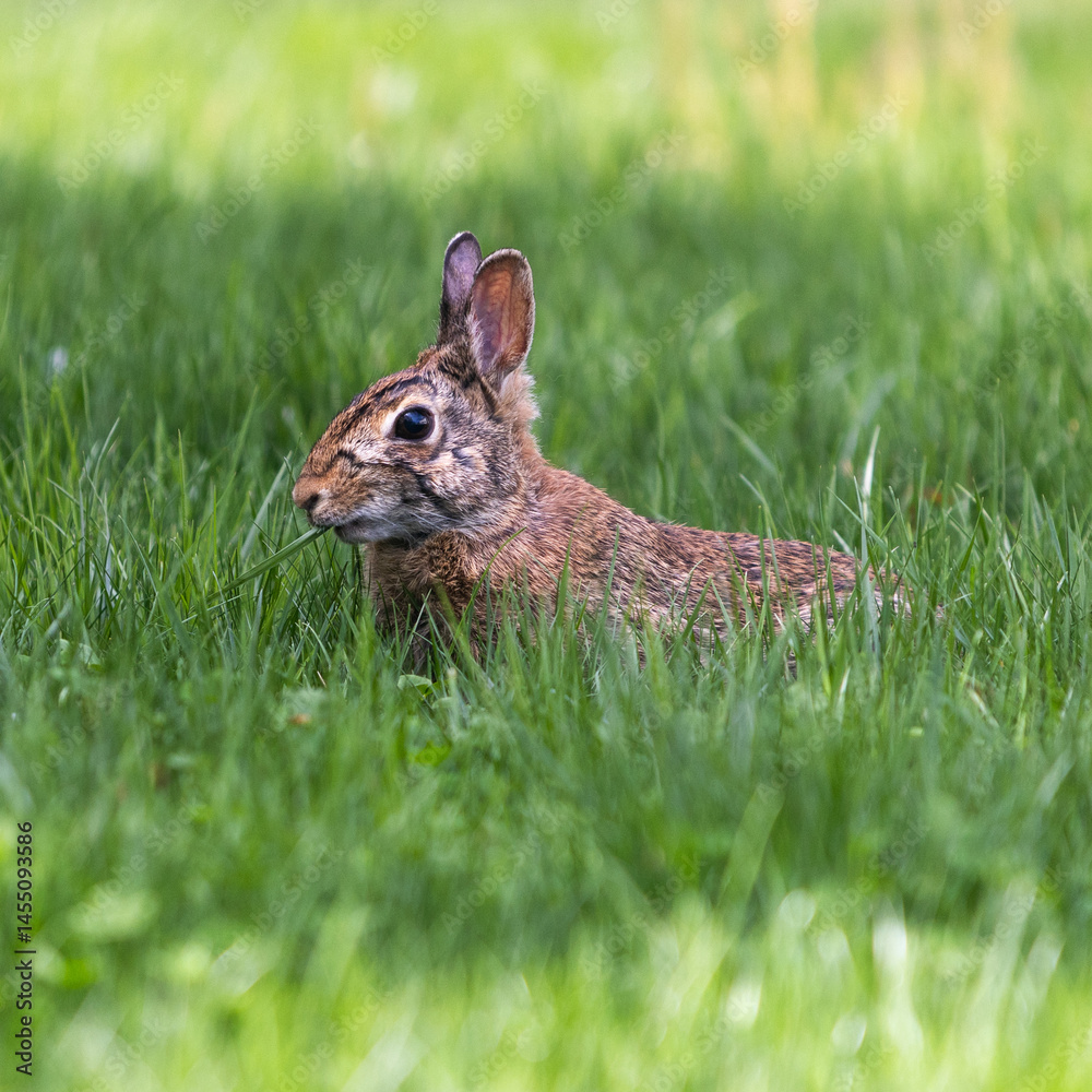 Fototapeta premium Rabbit eating and relaxing in the green grass