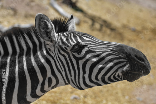 this African zebra is hooved fast powerful hybrid and wild