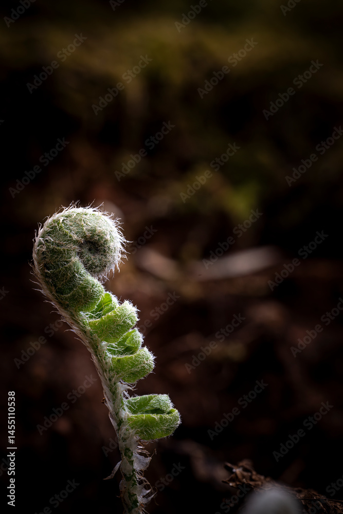 Fototapeta premium close up of fern