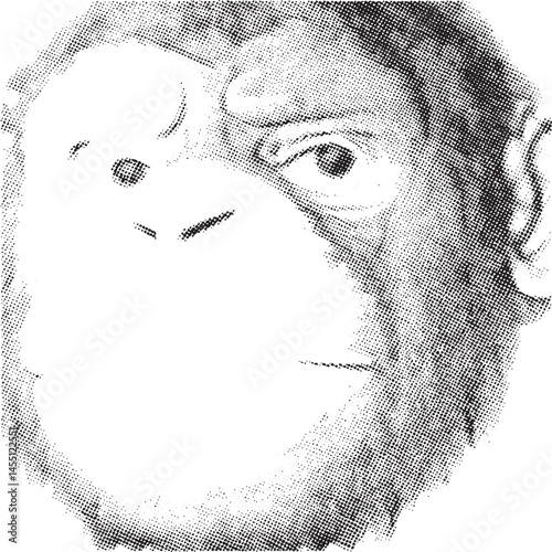 A grayscale portrait of a chimpanzee gazing directly at the viewer.