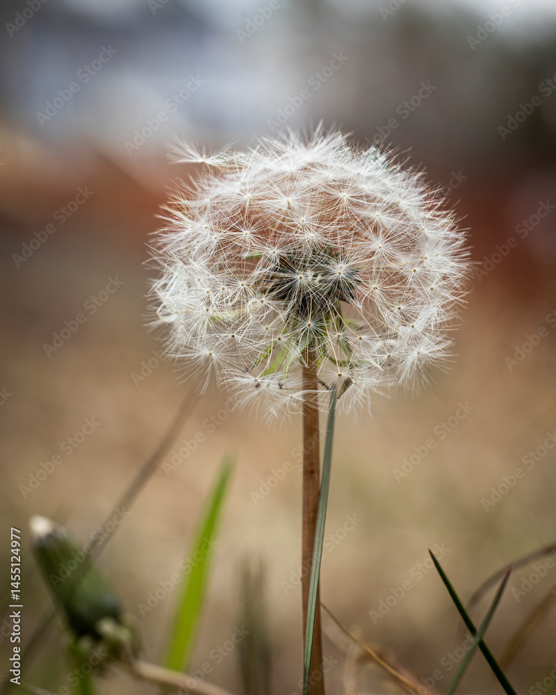 Obraz premium dandelion seed head