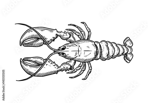 lobster vector illustration sea food minimalist 2D sketch