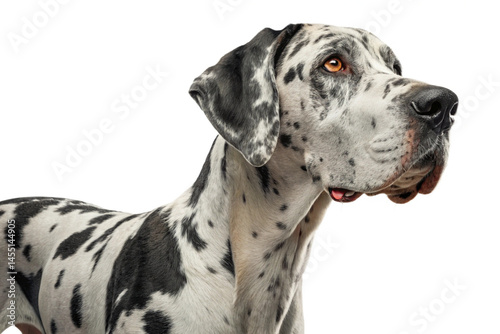 Striking portrait of a harlequin Great Dane, isolated on a transparent background - generated by ai