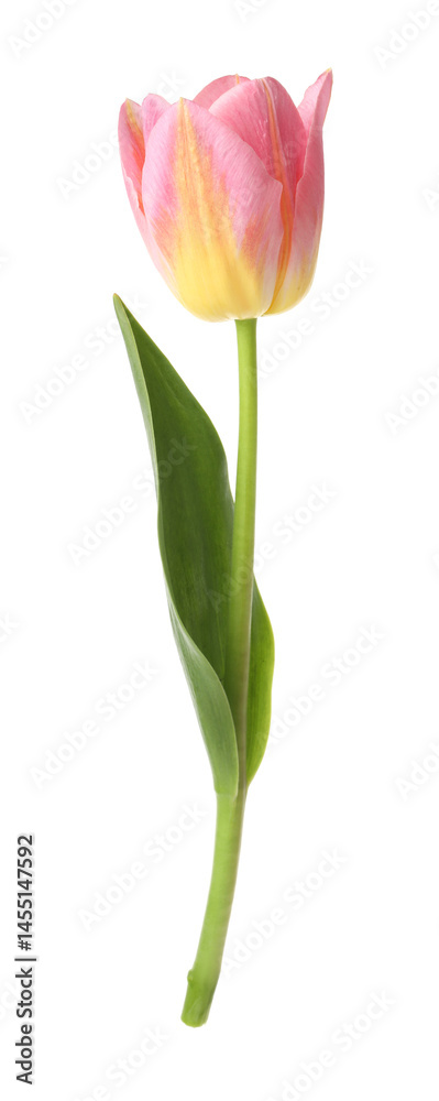 Obraz premium One beautiful colorful tulip isolated on white