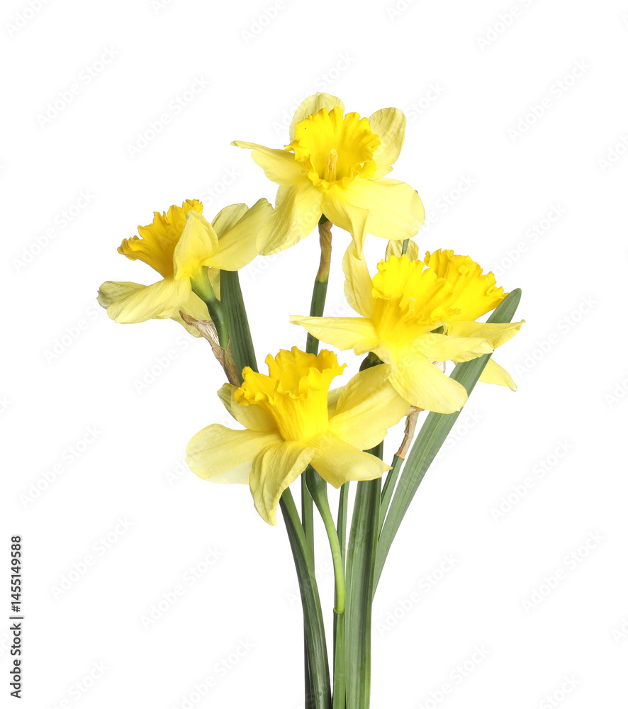 Fototapeta premium Many beautiful yellow daffodils isolated on white