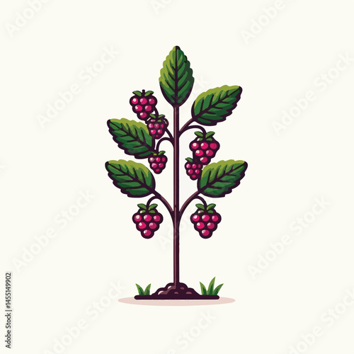 berry, food, fruit, blackberry, sweet, ripe, fresh, organic, natural, healthy, marionberry, dessert, juicy, background, isolated, summer, leaf, black, red, green, freshness, raw, closeup, bramble, ill
