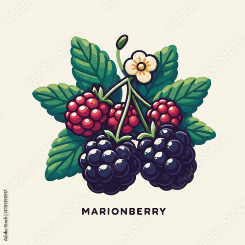 berry, food, fruit, blackberry, sweet, ripe, fresh, organic, natural, healthy, marionberry, dessert, juicy, background, isolated, summer, leaf, black, red, green, freshness, raw, closeup, bramble, ill
