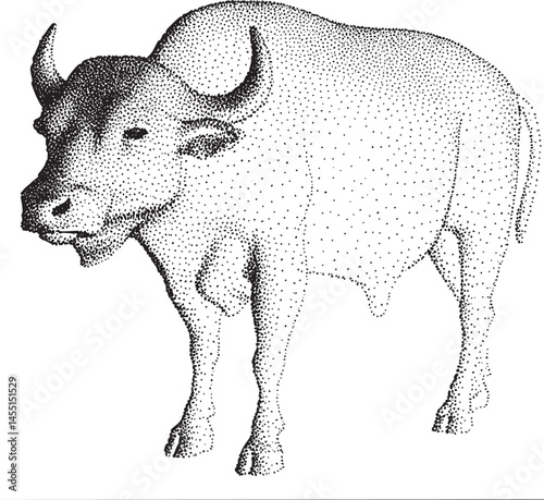 A solitary white buffalo stands calmly within a simple shaded setting.