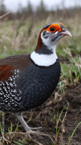 Elegant Temminck's tragopan standing on ground, detailed plumage with orange head and spotted feathers in nature setting. photo