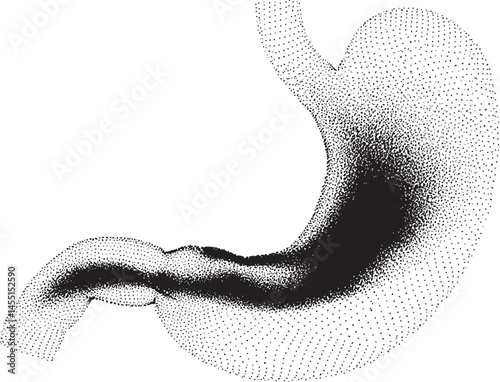 A detailed monochrome of a human stomach's internal anatomy.