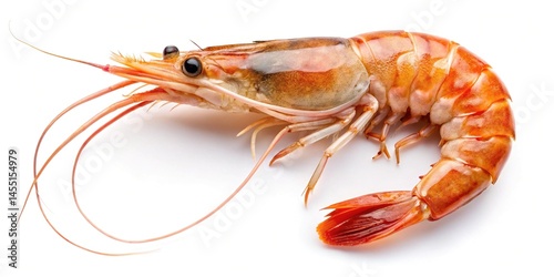 Wallpaper Mural Closeup of a Single Cooked Red Shrimp Isolated on transparent background Showing Detail and Texture Torontodigital.ca