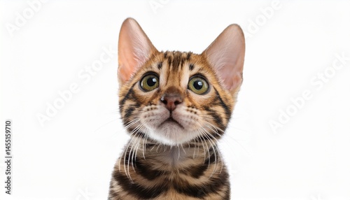 close up portrait of a adorable bengal kitten looking up with big expressive eyes and detailed fur isolated on white background