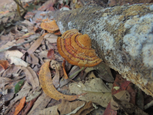 Bracket fungus growing on a fallen log in the forest