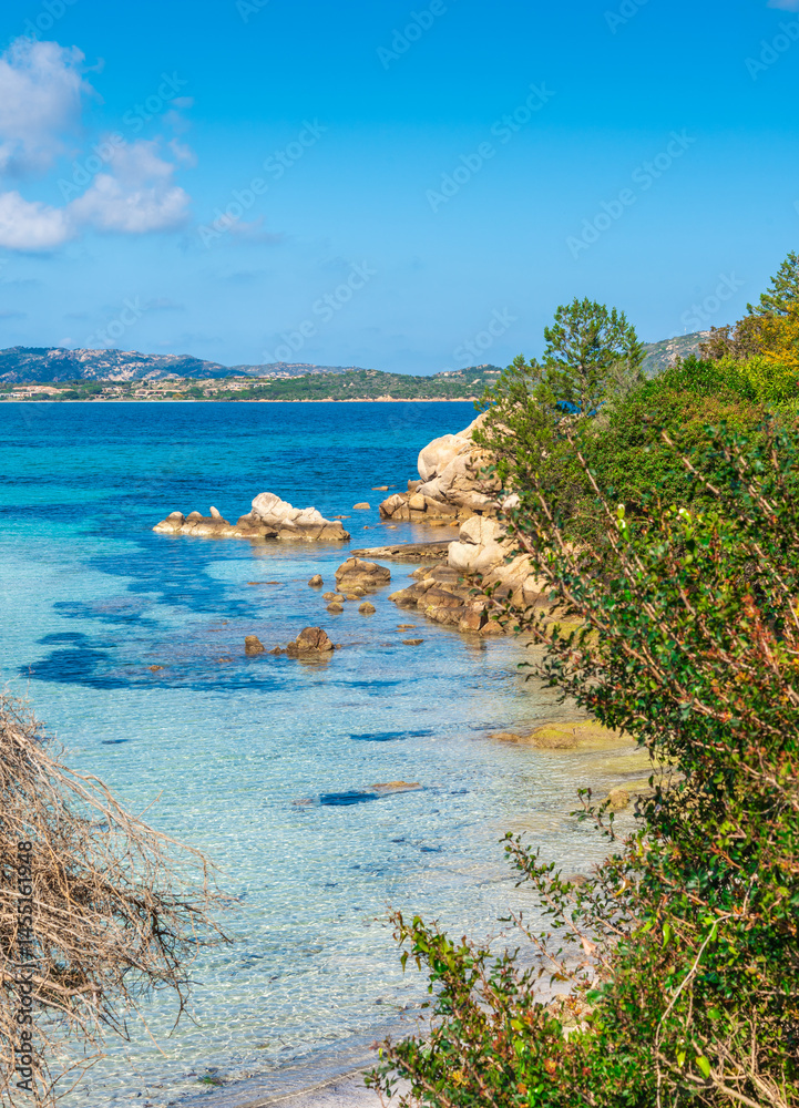 Vegetation by the sea in Lu Impostu.