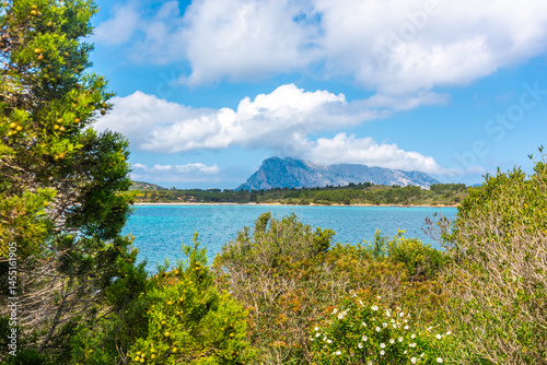 Vegetation by the sea in Cala Brandinchi beach