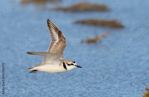 Konstfotografi Snowy plover (Anarhynchus nivosus) flying over the ocean coast during migration, Galveston, Texas, USA