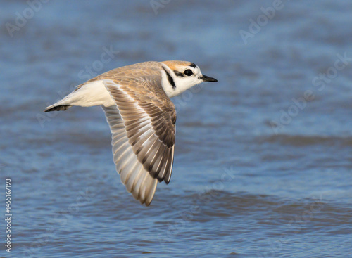 Snowy plover (Anarhynchus nivosus) flying over the ocean coast during migration, Galveston, Texas, USA.
